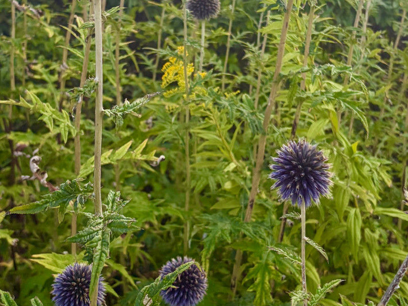 Blumenfreude